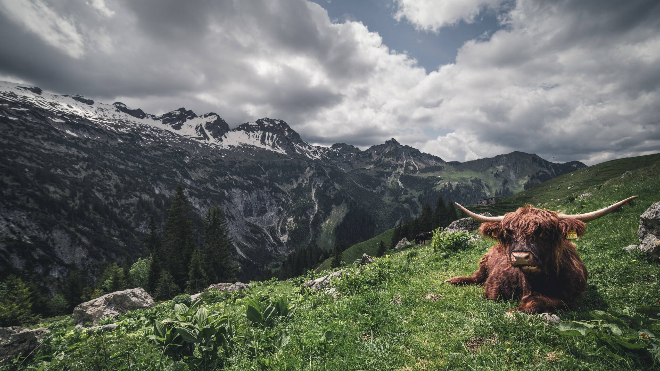 开云体育下载官网-2022年总决赛：库里在关键时刻几次神级远投，让对手完全无解，夺冠瞬间令人难忘