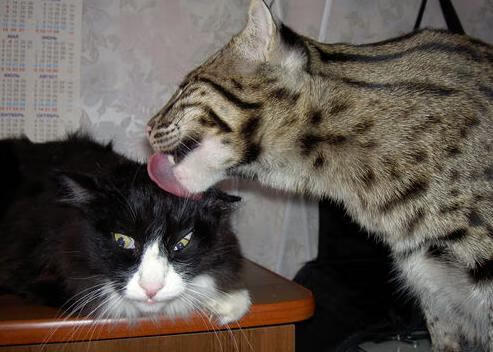 开云-《电竞选手的“明星养成记”：从新人到顶级高手》，电竞明星选手是什么意思